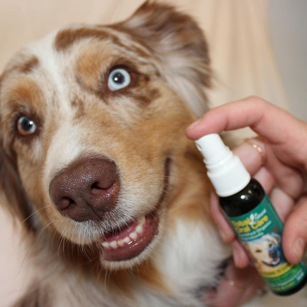 Total Oral Care Spray - Case of 6